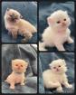 Perserkitten mit Nase