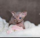 Canadian Sphynx Kitten ab Dez. 2022 abzugeben.