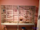 5 Nymphensittiche mit großer Vogelvoliere dringend abzugeben