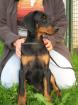 Dobermann Welpen