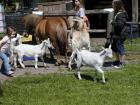 Ponyreiten und Kindergeburtstag auf dem Lukashof