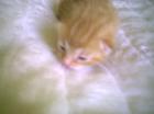 Rot getigerte Katzenkitten abzugeben
