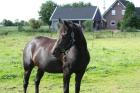 Deutsches Reitpferd Stute 4 Jahre roh
