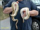 Königspython Lesser Platty Piebald und andere Schlangen