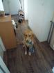 Golden Retriever Mix sehr lieb und verspielt sucht neues Zuhause