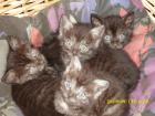 Mutterkatze mit 4 süßen Katzenbabys zugelaufen
