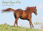 Delight Zippo Fritz Quarter-Horse-Hengst