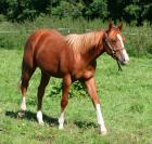 Quarter-Horse-Hengstjährling Zan Zips Shane