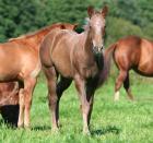 Appaloosa-Hengstfohlen Ik Senanda
