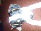 Suche dringend neues Zuhause