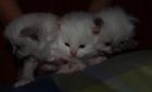 Katzenbaby s mit Suchtgefahr Ragdoll suchen liebevolle Dosenöffner