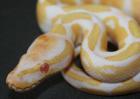 Zuchtsaison 2022 Python regius