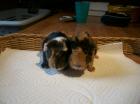 Junge Meerschweinchen