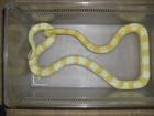 Butter Kornnattern 1. 1 DNZ 07