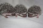 1 2 Salt und Pepper Pinto Weißbauchigelbabys