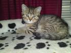2 zuckersüsse BKH Kitten suchen ab sofort ein liebevolles schönes zu Hause