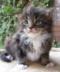 Noch zwei Maine Coon Jungs .