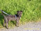 Yacko sucht dringend ein Zuhause