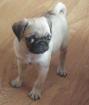 Mops welpe