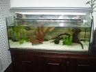 Axolotl-Pärchen Wildlinge abzugeben