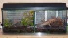 2 Vogelspinnen inkl. Terrarien Beleuchtung Heizung Bücher etc. günstig abzuge