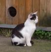 Kleiner frecher Karter sucht neues Zuhause