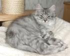 Deutsche Waldkatzen - German Angoras Zwei Kitten in blue silver tabby sofort