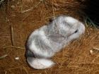 Chinchilla Nachwuchs