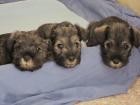 Zwerg Schnauzer Pf. S