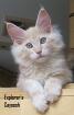 2 MAINE COON Katerchen in blue/cream 04. 7. 10 geimpft gechipt Stammbaum