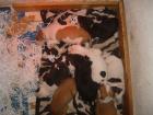 American Staffordshire Terrier Welpen