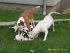 American Bulldog Welpen