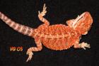 Farbbartagamen Hypos und Hypo- Leatherbacks