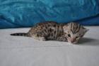 Bengal kitten zu verkaufen