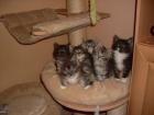 Maine Coon vom Donauland