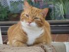 Garfield wird seit August vermisst