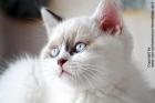 Dicker BKH Kater in point sucht - m. P.