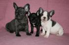 Französische Bulldoggen Welpen Blau Blauschecke