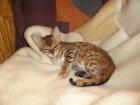 Bengalkaterchen