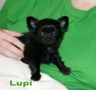 Chihuahua Welpen