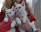Süße Katzenbabys Heilige Birma suchen neuen Kuschelplatz