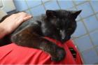 Salomon schwarzer verschmuster Kater sucht einen Menschen mit Herz