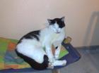 Katze Kater wird immer noch vermisst 100 Euro Belohnung