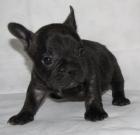 French Bulldoggen