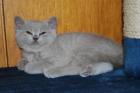Britisch Kurzhaar Katerchen Quintus in hellem Lilac sucht ab Ende Jan. 2022 ein