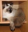 Deckkater gesucht