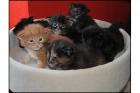 Wunderschöne typvolle Maine Coon Kitten