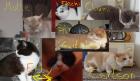 BKH und Selkirk Rex suchen dringend neue liebevolle Dosenöffner