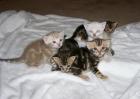 Bengal Kitten - Minileoparden fürs Wohnzimmer in braun snow und silver rosetted