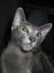 Suche Siam chocolat oder cinnamon Deckkater bzw. Okh